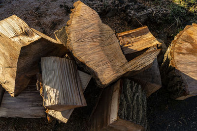 High angle view of logs in forest