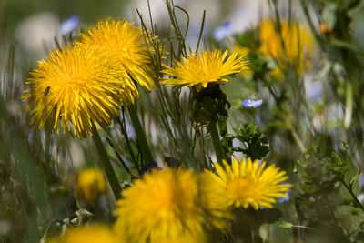 Close-up of yellow flowering plants on field