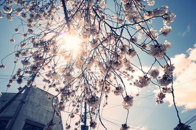 Low angle view of flower tree against sky