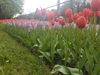 Scenic view of poppy flowers growing in park