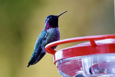 hummingbird