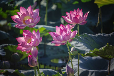 Close-up of pink flowering plants