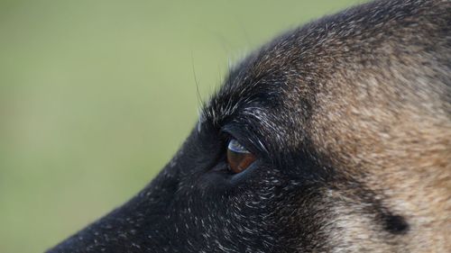 Close-up of dog looking away