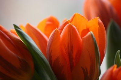 Close-up of orange day lily blooming outdoors