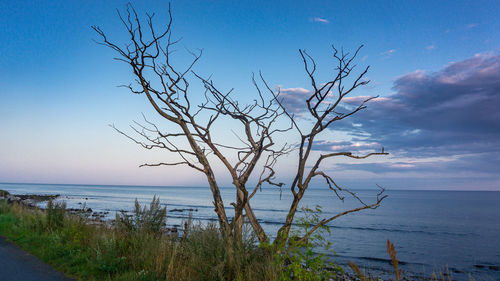 Bare tree on beach against sky