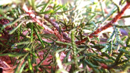 Close-up of plant