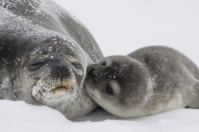 Close-up of seal lying on white background