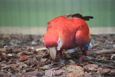 Close-up of red parrot picking stone