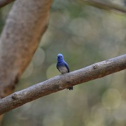 Close-up of bird perching on branch
