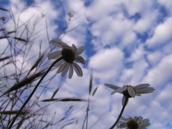 Close-up of white flowering plant against sky