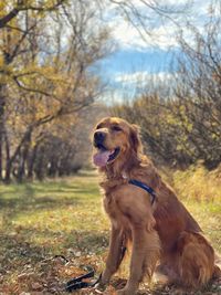 Dog looking away on field