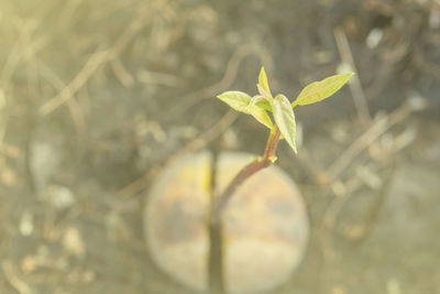 Close-up of plant growing outdoors