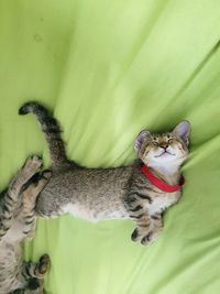 Cat resting on floor