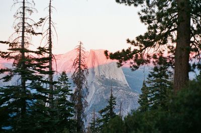 Panoramic view of pine trees against sky during winter