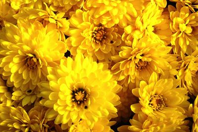Close-up of yellow flowers
