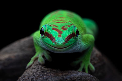 Close-up of a lizard