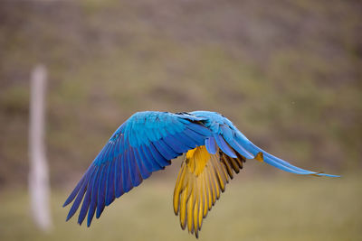 Close-up of bird flying