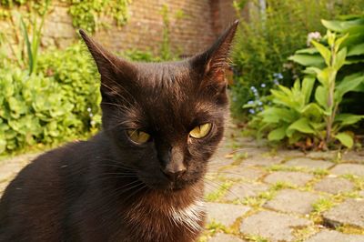 Close-up portrait of cat