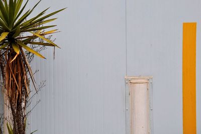 Close-up of palm tree against clear sky