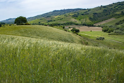 Scenic view of agricultural field against sky