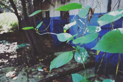 Close-up of green leaves on plant