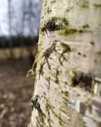 Close-up of tree trunk in forest