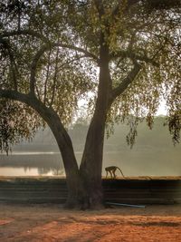 Reflection of trees in water