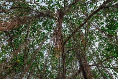 Low angle view of trees in forest against sky