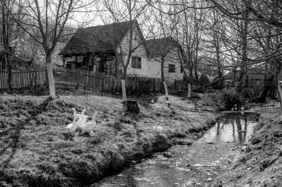 Bare trees on field of abandoned house