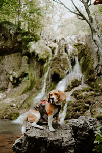 View a dog on rock