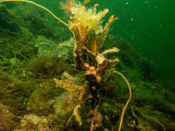 Close-up of coral swimming in sea