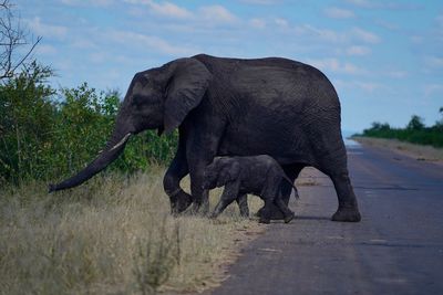 Elephants crossing road in forest