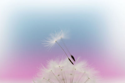 Close-up of white flower against sky