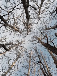 Low angle view of bare trees against sky