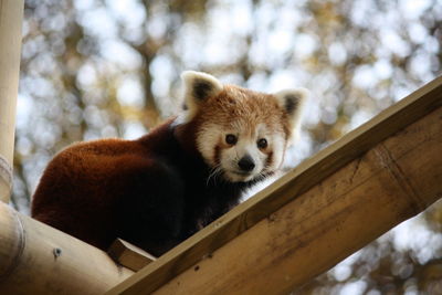 Low angle view red panda on bamboo