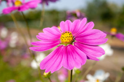 Close-up of pink cosmos flower