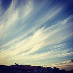 Trees against sky