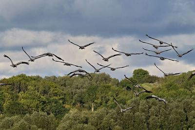 Flock of birds flying in the sky