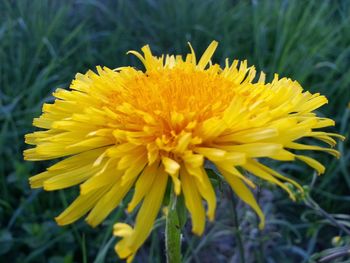 Close-up of yellow flower