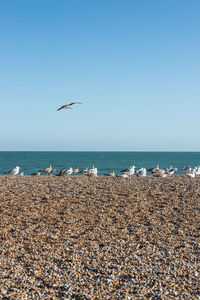 Seagulls flying over sea against sky