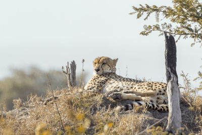 Cheetah relaxing on land