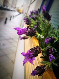 Close-up of purple flowers