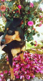 Close-up of dog on pink flower tree