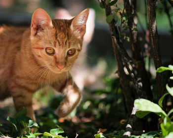 Portrait of a ginger cat hunting