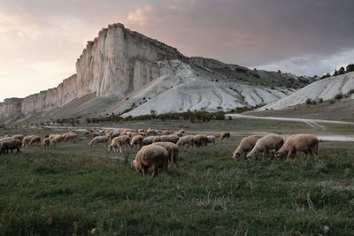 Sheep in a field