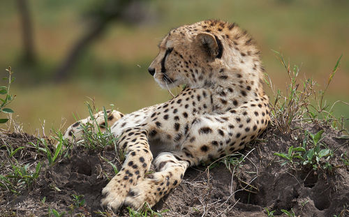 Cheetah male walking and looking for prey