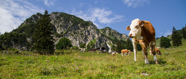 Cows in a field