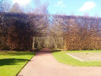 Footpath leading towards trees