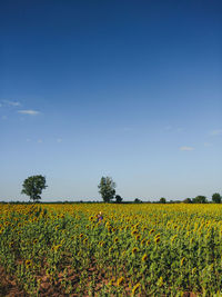 Scenic view of oilseed rape field against sky