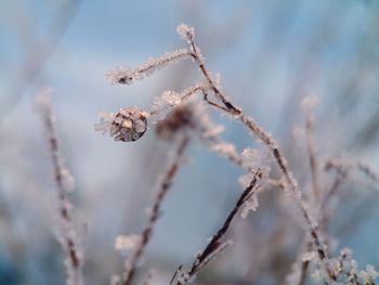 Close-up of wilted plant during winter